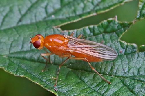 Psila fimetaria
